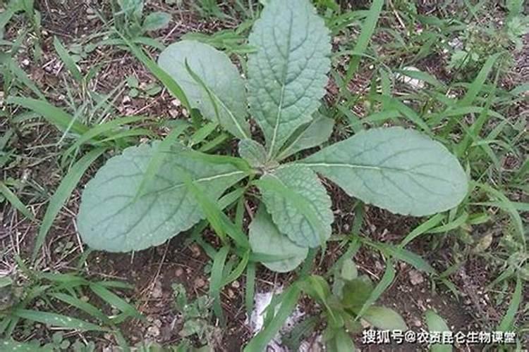 中药材什么时候用肥比较好？打什么叶面肥长的快？