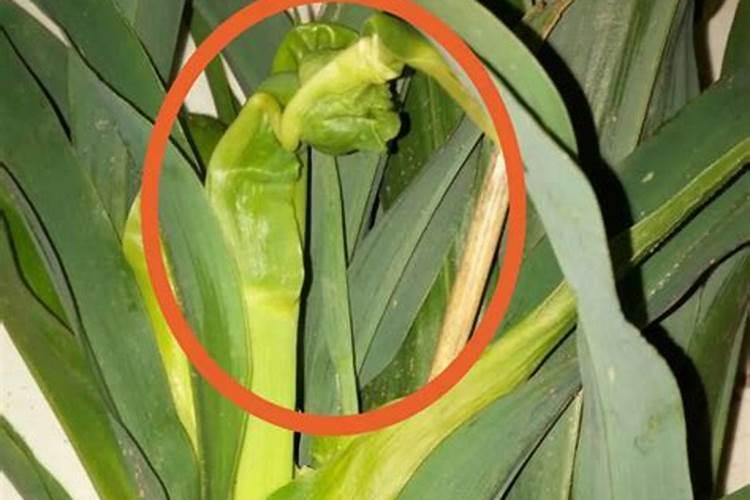 老师们糯玉米顶腐病用什么药