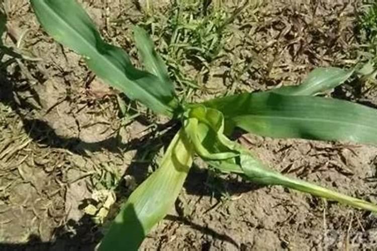 玉米叶子卷曲成筒状怎么办