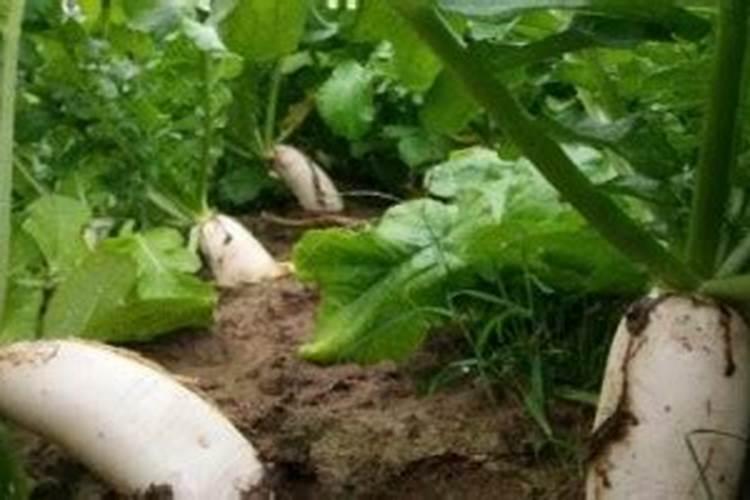 硼肥在萝卜上如何施用效果好？