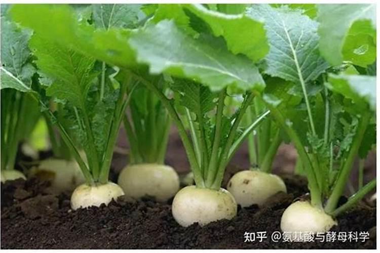 避免萝卜空心要怎么施肥和用药