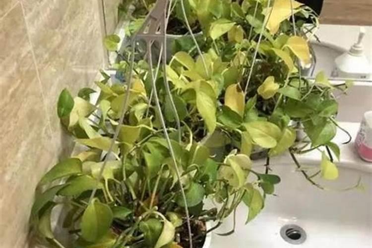 冬天绿萝要施肥吗