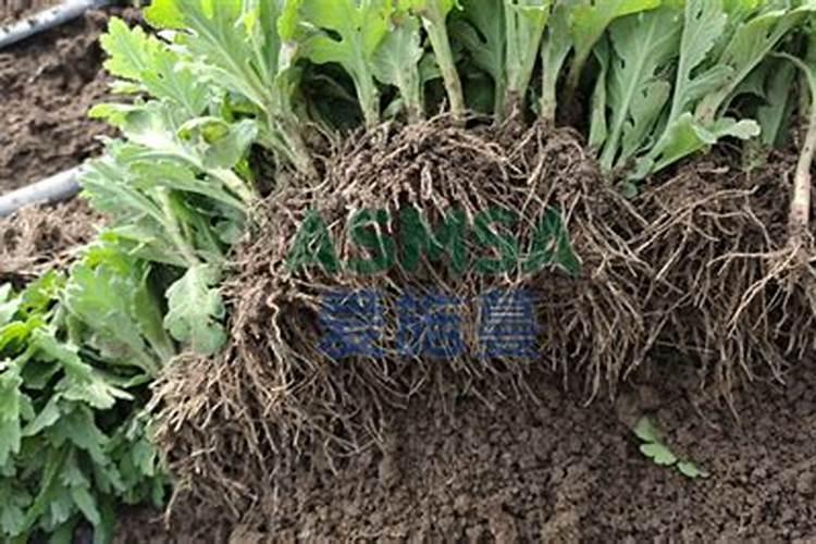 冬天芥菜施什么肥生根快些？