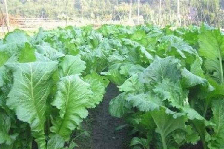 芥菜什么时候移栽最好