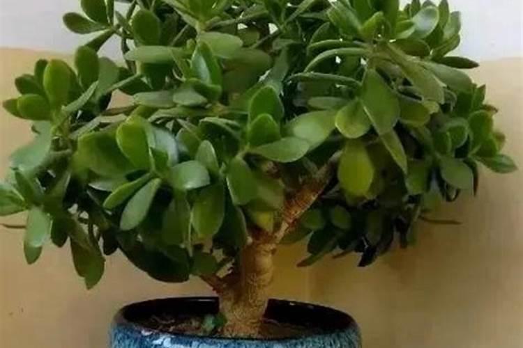 玉树什么肥养殖长得快,不同时期的施肥方法注意事项