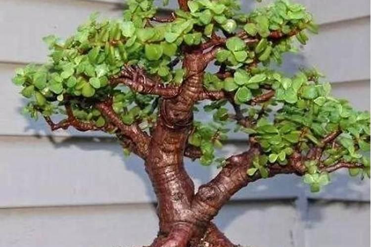 养护玉树用什么肥料最好？应该如何施肥？