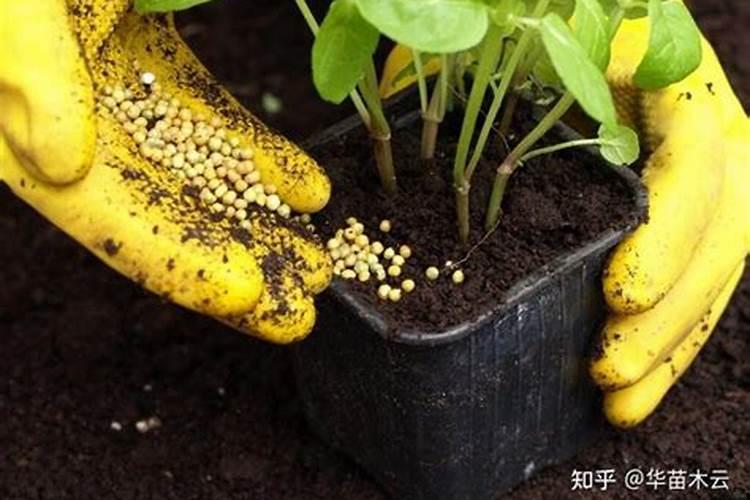 花卉怎样施肥,有什么技巧？