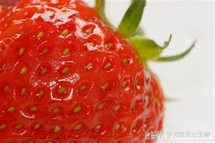 草莓结果期追施用什么肥料？草莓挂果期用什么叶面肥效果好？