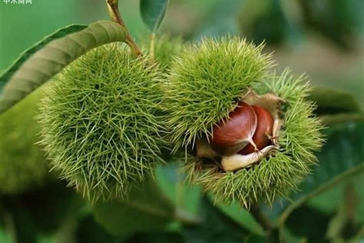 板栗树怎么才能高产