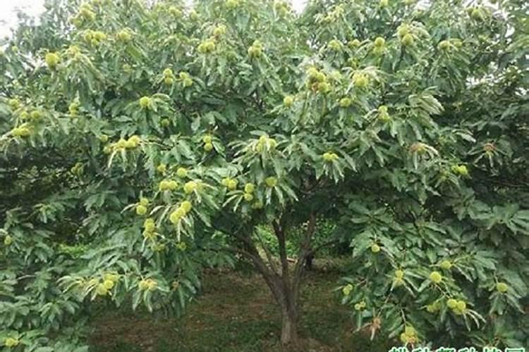 板栗施肥技术,怎样给板栗树进行施肥