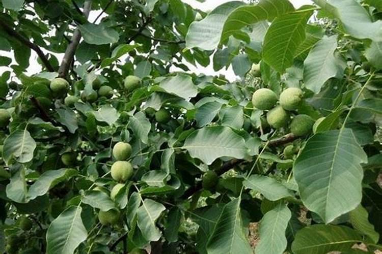 冠核一号核桃树的施肥特性