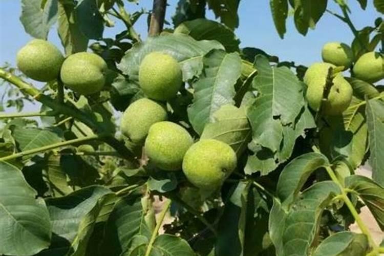 核桃用什么肥料