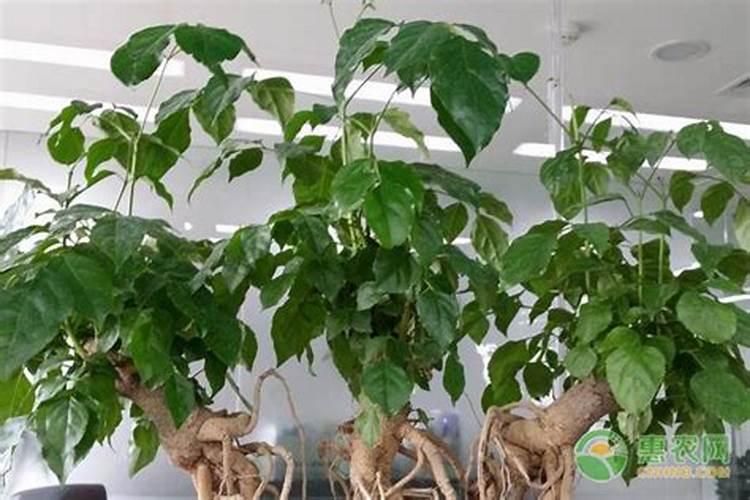 幸福树秋天怎么浇水施肥