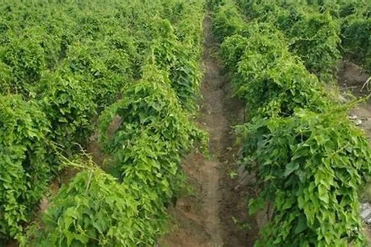 山药中后期怎样追肥