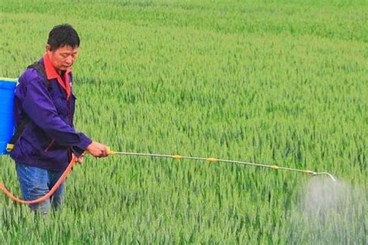 小麦打几遍芸苔素