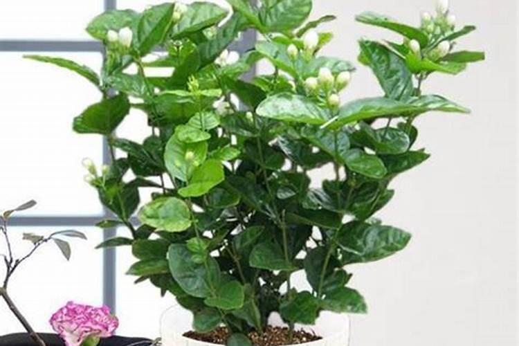 茉莉花用什么土栽种好？