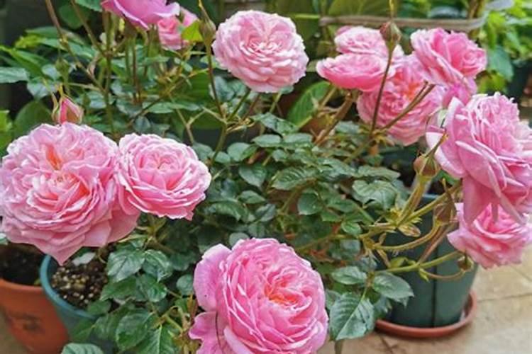 养月季要知道:它是个“肥篓子”,也是个药罐子,掌握4个知识