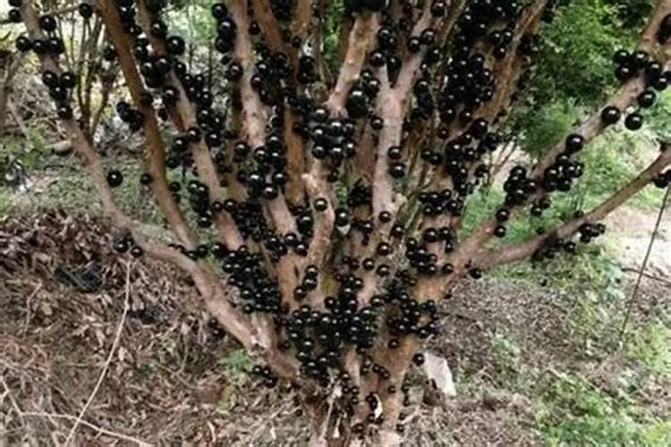 嘉宝果现蕾后怎么管理施肥