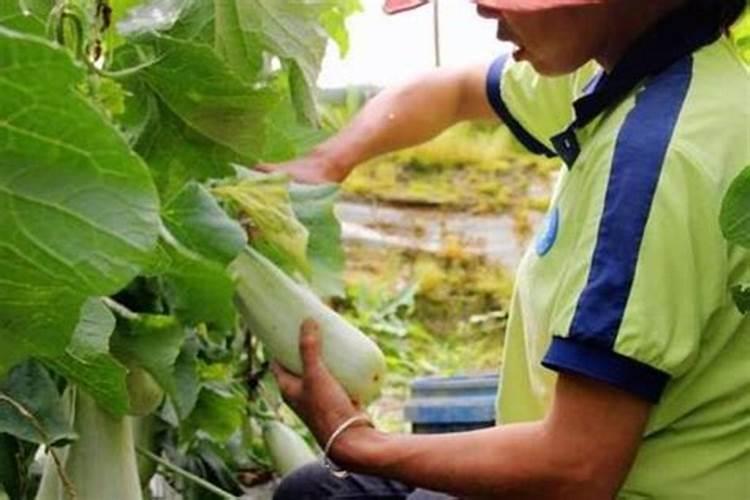 甜瓜施肥有哪些注意事项