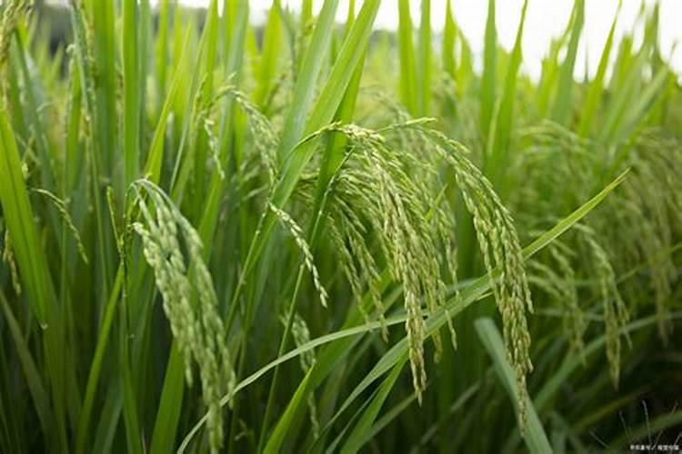 亚磷酸钾控旺效果咋样