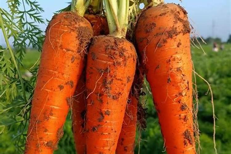 萝卜根茎膨大期用什么肥料好