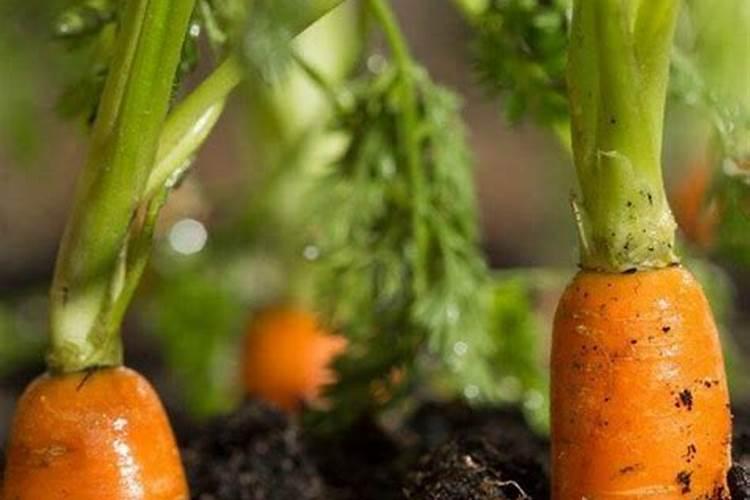 在青萝卜生长膨大期能用磷酸二氢钾冲施吧