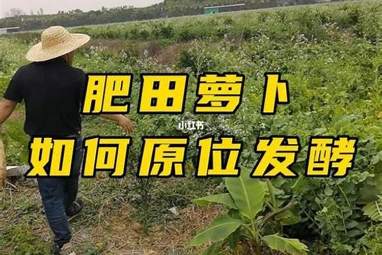 种萝卜用什么肥料最好