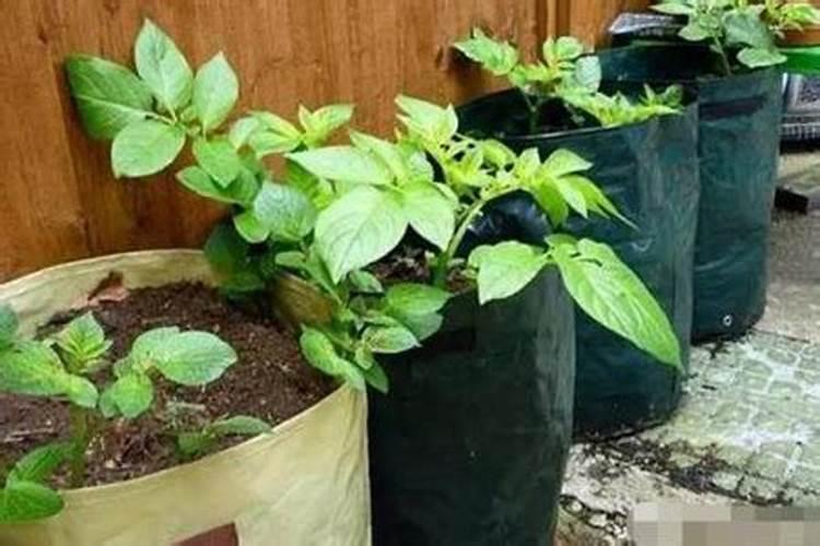 种菜用什么追肥长得快,尿素还是复合肥