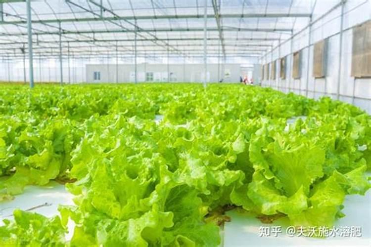 蔬菜施什么肥长得快又好