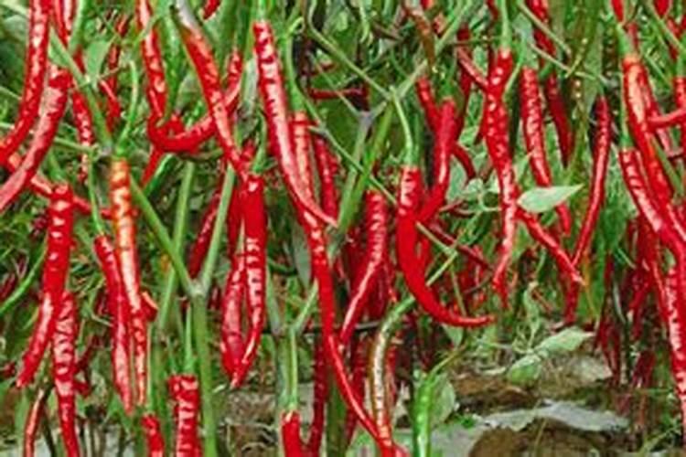 种辣椒用什么复合肥