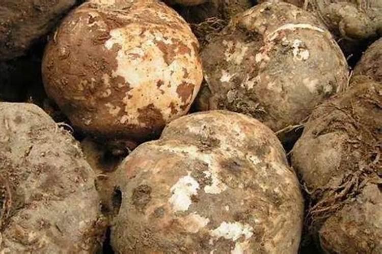 魔芋彭大时怎样追肥料？