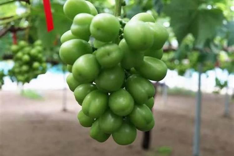 阳光玫瑰硬核期用钾肥吗有效果吗？