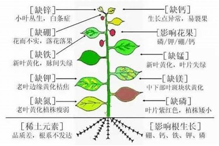 果树缺少中量元素会出现什么症状？