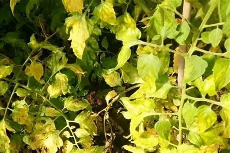 蔬菜叶子变黄需要什么肥料？