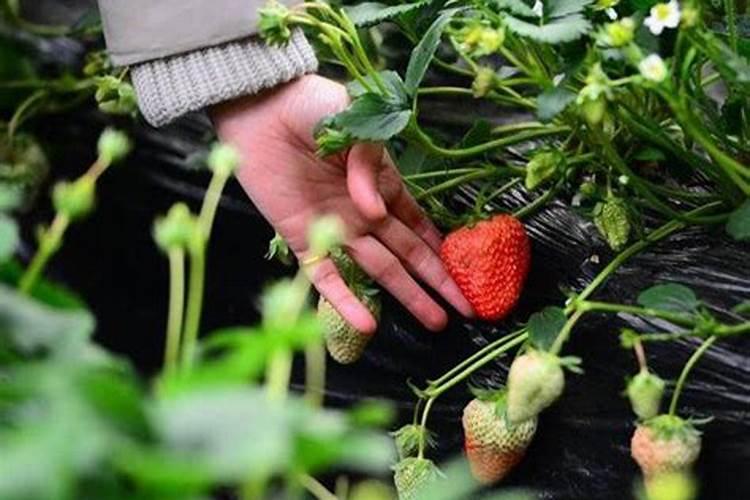 草莓施黄腐酸钾会不会烧根