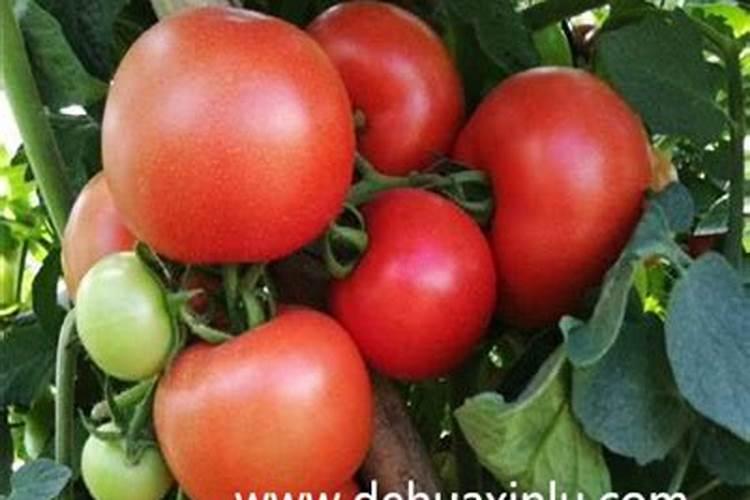 西红柿高氮高钾肥如何冲施呢？