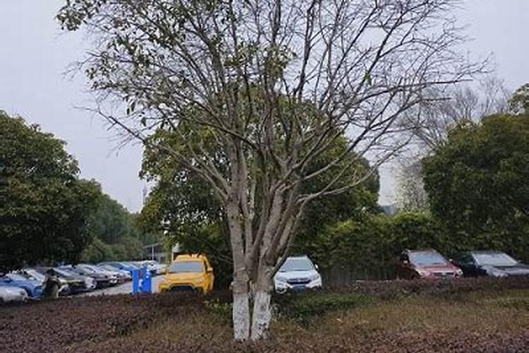 桂花树受冻如何复壮？