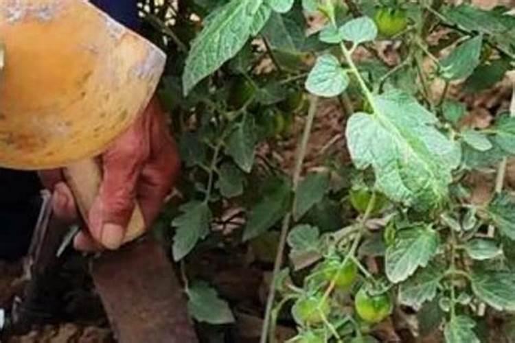 番茄所须元素碰从什么肥料所取