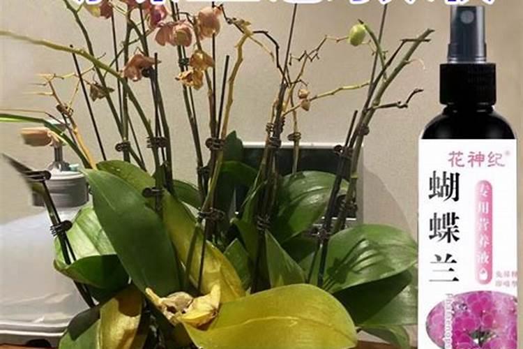 网上卖的蝴蝶兰氨基酸是真的吗