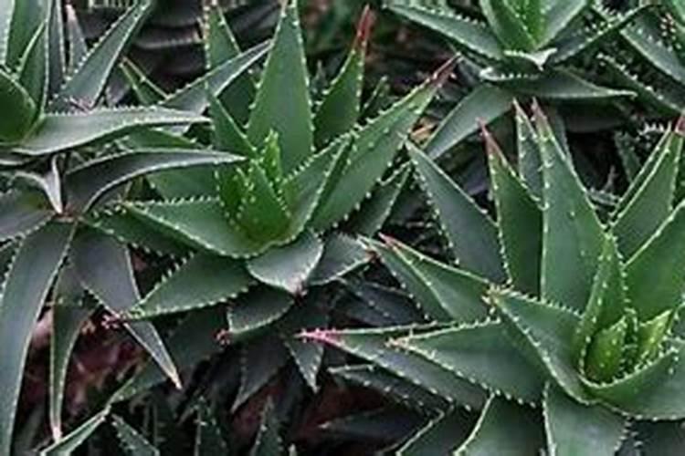 芦荟怎么种植长得快