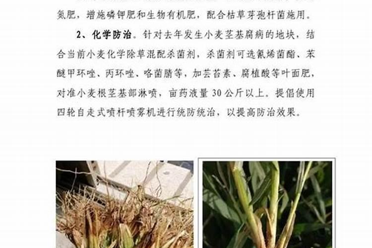 芸苔素与复硝酚钠辣椒苗期能打吗？