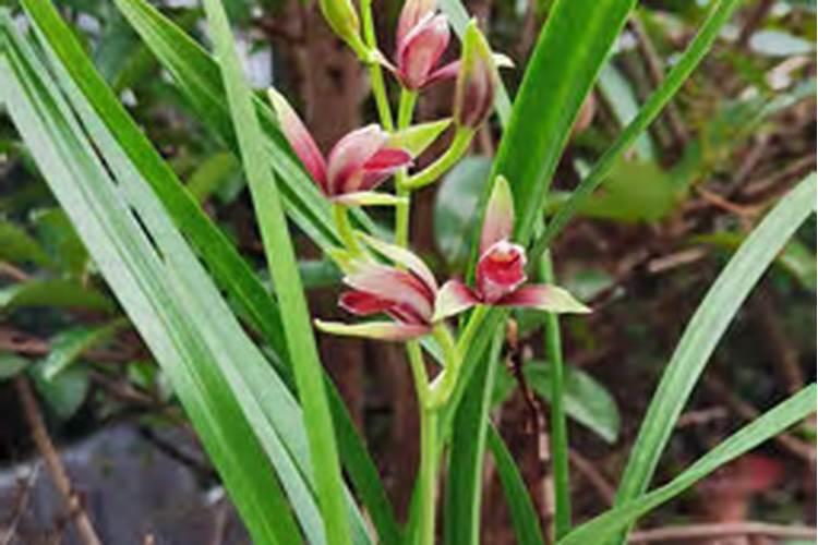 磷酸二氢钾对兰花作用