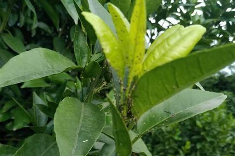 防治病虫害,打药效果不好？加点有机氟助剂试试!