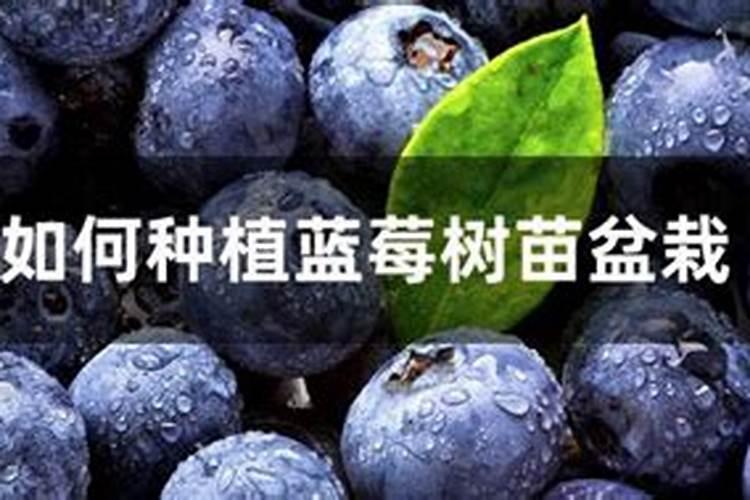 盆栽蓝莓树苗如何养护