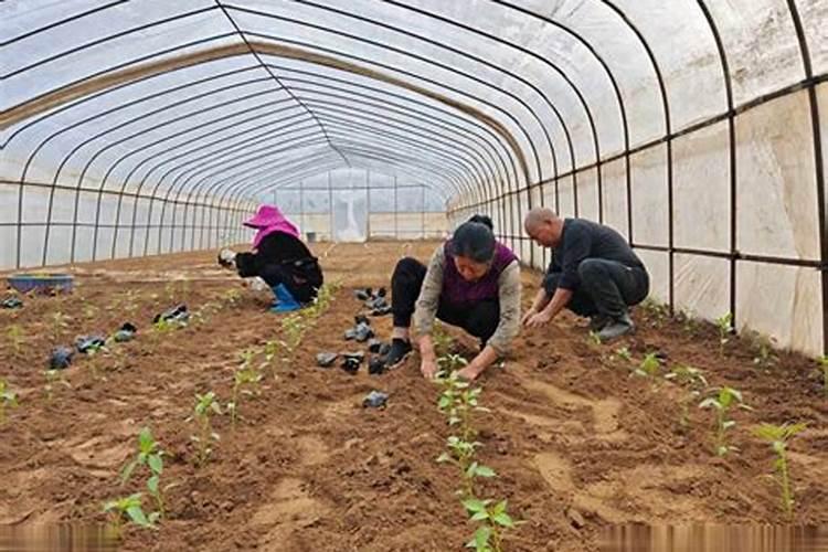 苏州青苗移栽缓苗后施什么肥最好呢