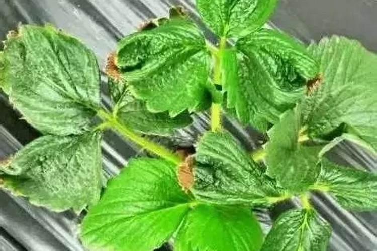 草莓缺钙症状有哪些,如何补钙？