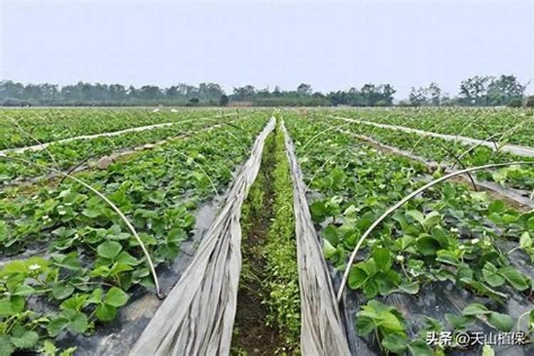 在种植过程中 草莓需要补钙么 草莓缺钙怎么办用什么补钙最好