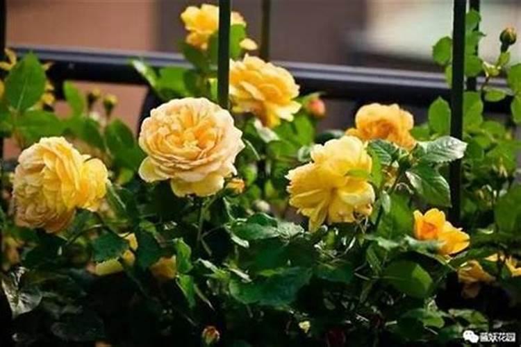 养花施肥好方法,根外追肥,不懂就亏啦!