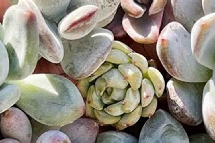 多肉植物被冻软后还能恢复生机吗？