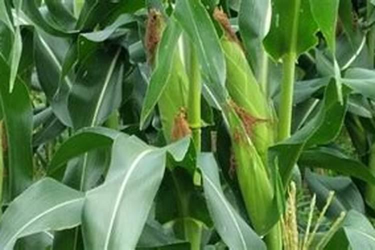 打玉米控旺剂能不能加叶面肥